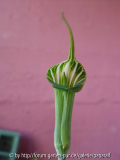 Arisaema maximowiezii - Blüte