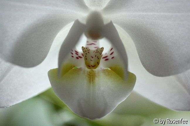 Orchidee