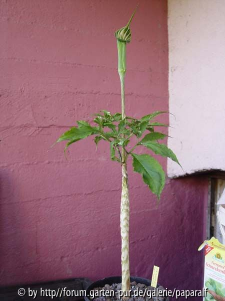 Arisaema maximowiezii - Pflanze