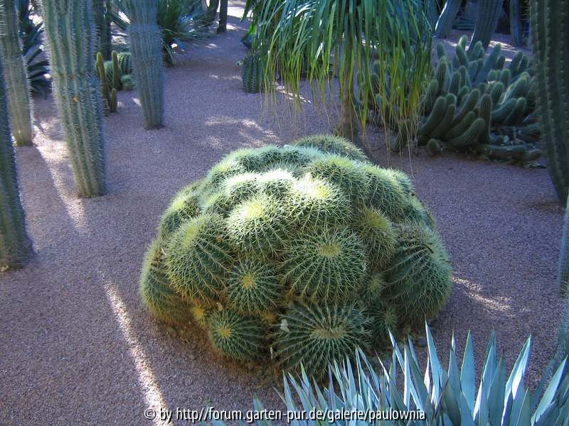 Le Jardin Majorelle 2