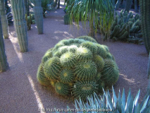 Le Jardin Majorelle 2