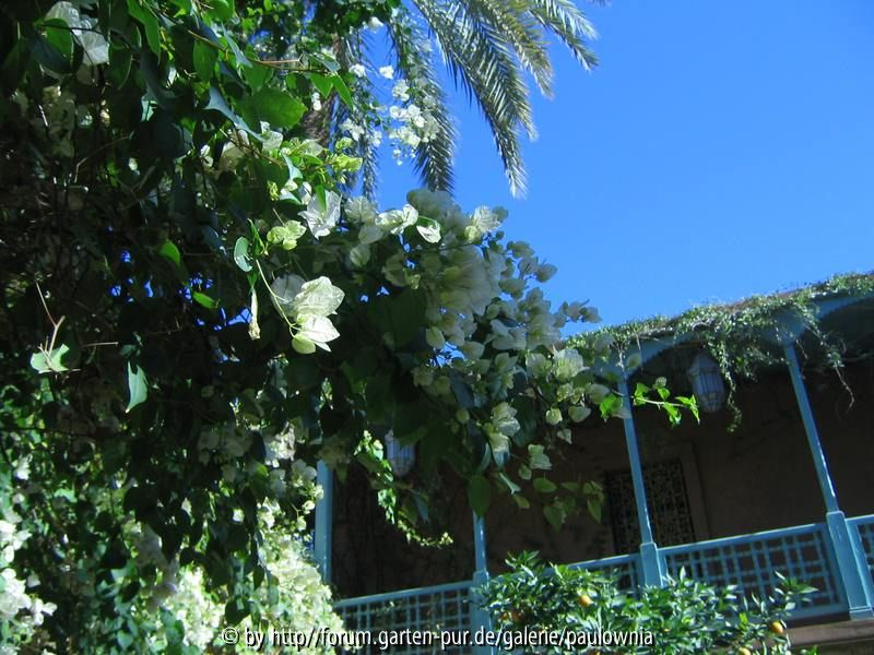 Le Jardin Majorelle 6