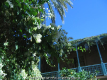 Le Jardin Majorelle 6