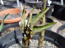 Arisaema nepenthoides - Blätter