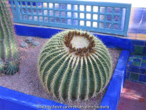 Le Jardin Majorelle 7