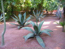 Le Jardin Majorelle 9