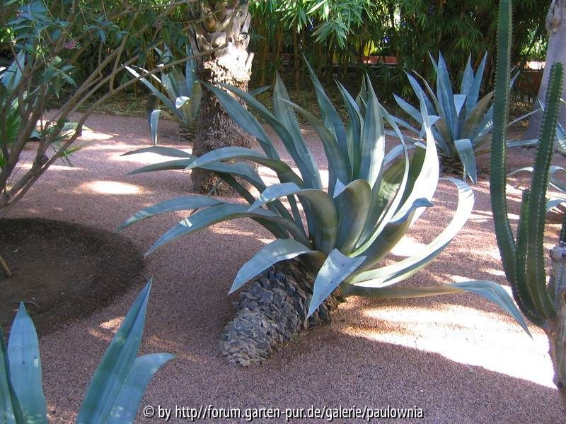 Le Jardin Majorelle 10