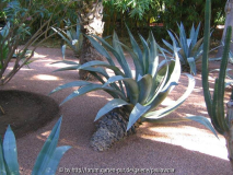 Le Jardin Majorelle 10