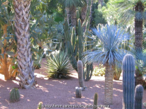 Le Jardin Majorelle 12