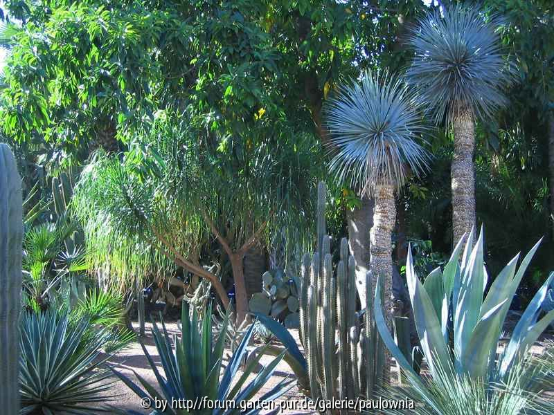 Le Jardin Majorelle 13