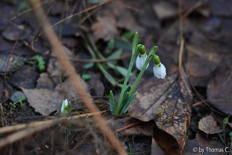 Nach dem Schnee 2