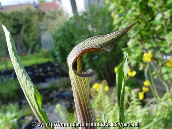 Arisaema nikoense - Blüte