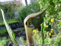 Arisaema nikoense - Blüte