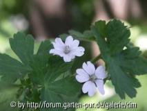 Geranium weiss