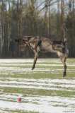 Kira und der Ball