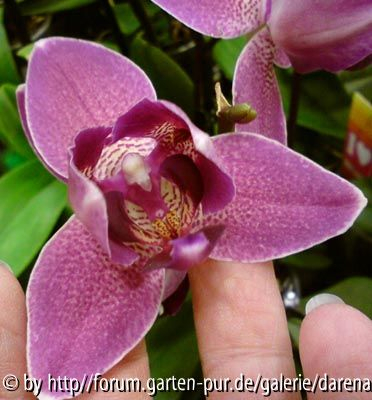 Phalaenopsis - peloric