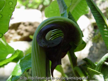 Arisaema ringens - Blüte