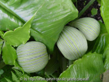 Arisaema ringens - Blüten von Oben