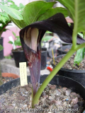 Arisaema sazensoo - Blüte