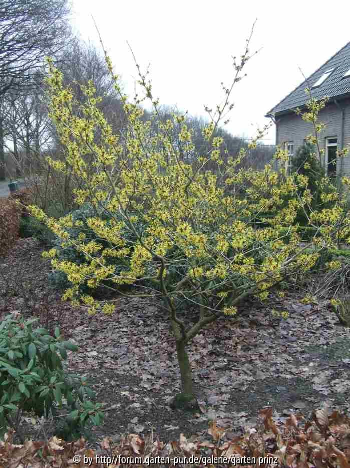 Hamamelis (Sorte unbekannt)