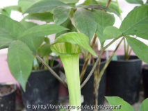 Arisaema serratum - Blüte