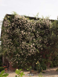 pauls himalayan musk