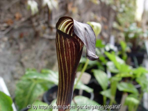 Arisaema sikokianum serratum - Blüte