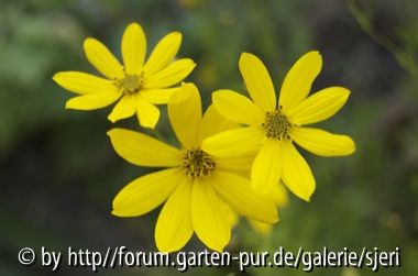 Gelbes Blümelein