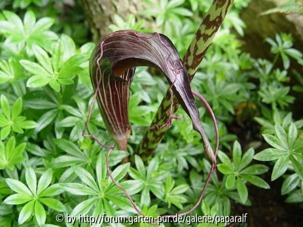 Arisaema speciosum - Blüte