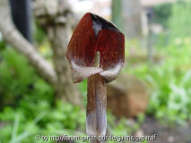 Arisaema ternatipartitum - Blüte