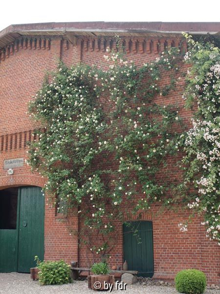 clmb souvenir de la malmaison