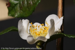 C. grijsii 16.01.2011