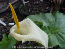 Arum creticum - Blüte