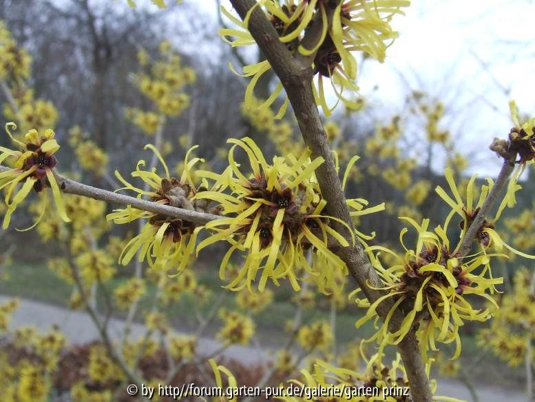 Hamamelis (Sorte unbekannt) Close-Up Blüte