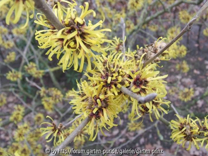 Hamamelis (Sorte unbekannt) Close-Up 2