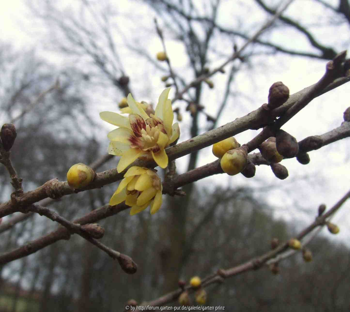 Chimonanthus praecox 1/2011