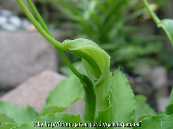Pinellia tripartita Blüte2