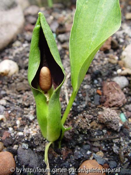 Typhonium diversifolium - Blüte