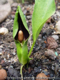 Typhonium diversifolium - Blüte