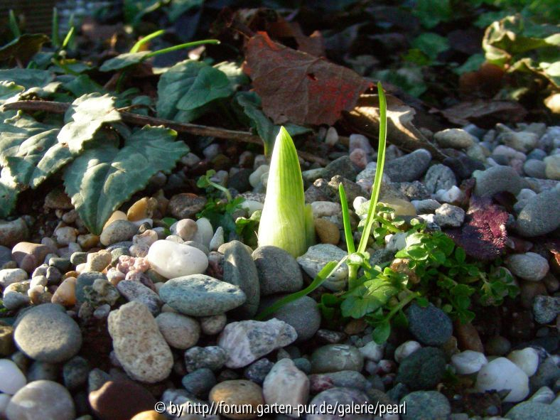 Netz-Iris Austrieb