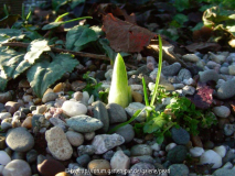 Netz-Iris Austrieb