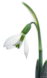 Schneeglöckchen 3