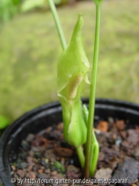 Typhonium horsefeldii - Blüte