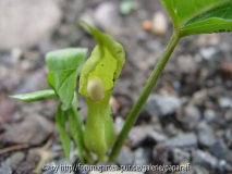 Typhonium kumingense - Blüte