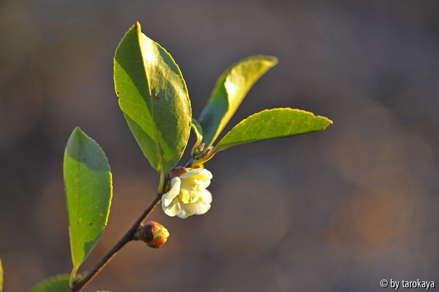 C.oleifera semiplena 1/11