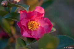 C.hiemalis