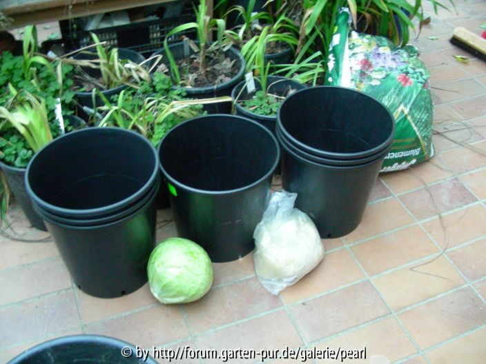 Zutaten für das Sauerkraut Projekt