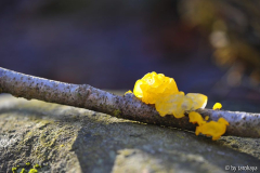 gelber Pilz auf Ast