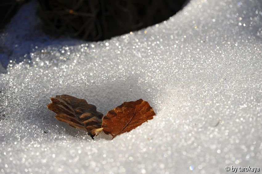 ein Bett im Schneefeld...