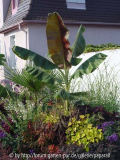 Musa sikkimensis - Red Tiger